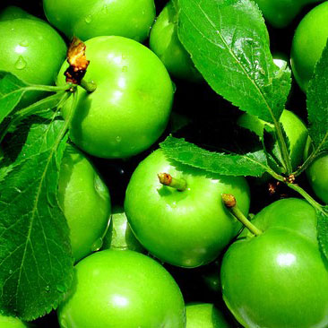 Can Erik Fidanı resmi