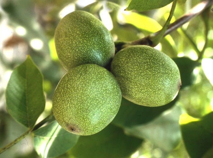 Chandler Ceviz Fidanı resmi