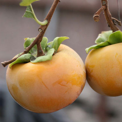 Fuyu Trabzon Hurması Fidanı resmi