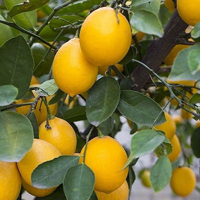 KÜT DİKEN - YEDİVEREN Limon Fidanı resmi