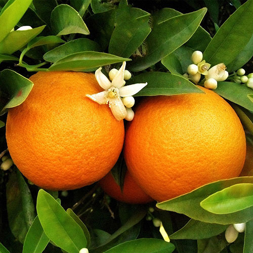 Lane Late Portakal Fidanı görseli