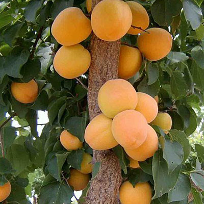 Ninfa Kayısı Fidanı resmi