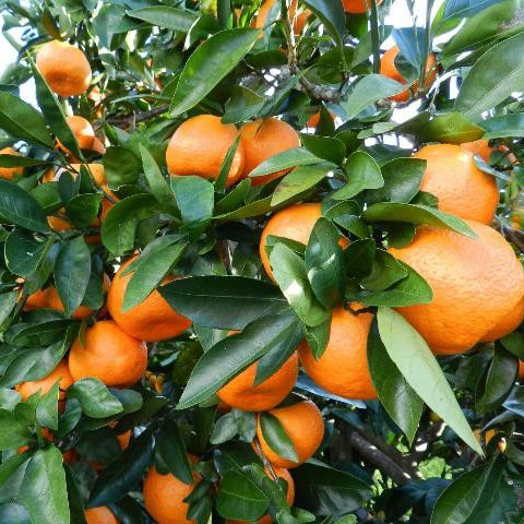 OKİTSU Mandarin Fidanı resmi