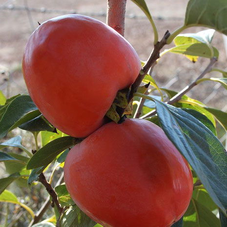 Rojo Brillante Hurma Fidanı resmi