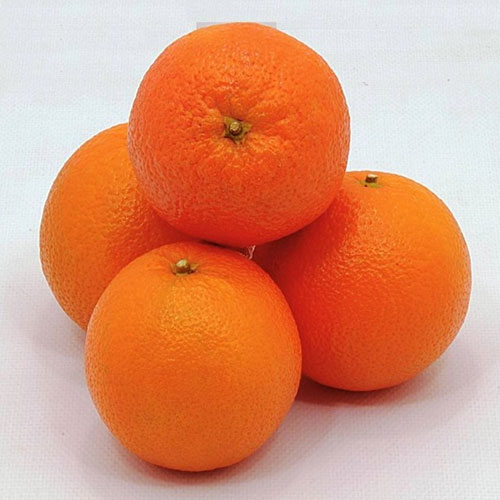 Spring Navel Portakal Fidanı görseli