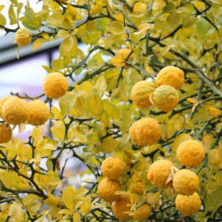 Üç Yapraklı Anaç Fidanı resmi